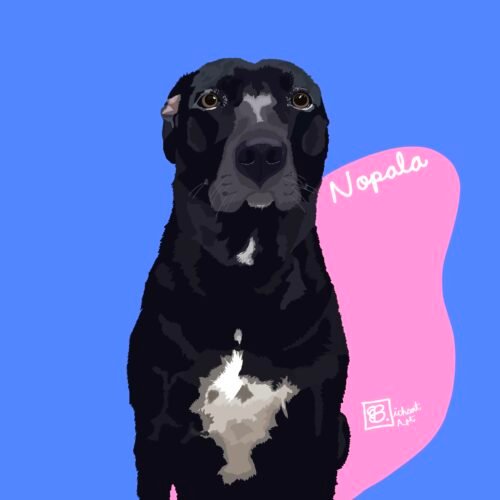 IMG_5872 Paquete Mantis (cara y pecho)